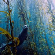 Underwater Love