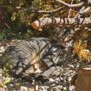 djaibyrd Delaware Heights Set 3 11172025