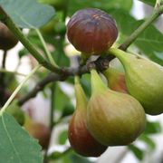 Real World Gardener 23rd February 2024 radio 2rrr 88.5fm