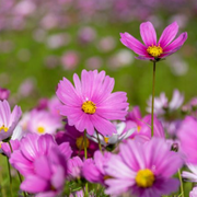 Cosmos Birth Flower Meaning: A Guide to Its Beauty and Symbolism - Audio Blog