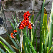 The Gardening Show with Linda & Jane - 21st November 2025