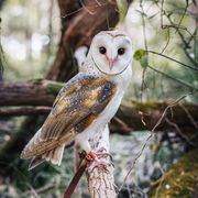 11MAR2026 - Capes Conversations - Safeguarding our Raptors