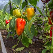 Homesteading Vs Farming - How to Start a Homestead for Beginners - Audio Blog