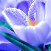#6 Blumen