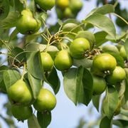 What Is Fruiting? Its Definition, Meaning & Examples of Fruit Crops - Audio Blog