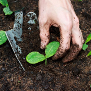 Thriving in the Heat: Expert-Recommended Plants & Crops for a Successful Summer Garden - Audio Blog
