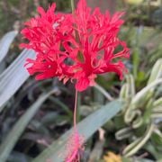 Real World Gardener 15th March 2024 radio 2RRR 88.5fm