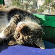 Trigger 5 april 2025