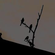 Flickering Lights / 31st March 2025