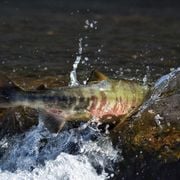 Salmon Hatchery Coming To Prince George - 20250107