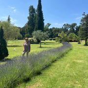 Lavanda