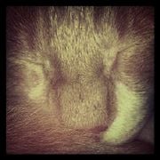 núvol de fum 522 | furgar