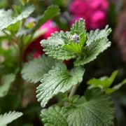 Real World Gardener 26th April 2024 radio 2RRR 88.5fm