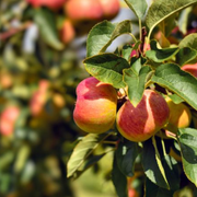 Growing Peach Trees - Easy Way to Grow a Peach Tree From Seed - Audio Blog