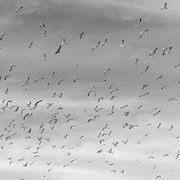 Núvol de fum 496 | adéu, estimada meva