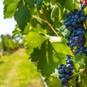 Discovering Cabernet Sauvignon Red Wine Grapes Characteristics Taste and Color - Audio Blog