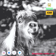 Dinglejam Radio #308 (Crazy Hour Edition Vol. 13)