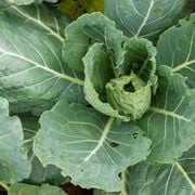 What Are Champion Collards: Learning About Organic Champion Collard Greens and Seeds - Audio Blog