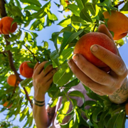 Peach Farming 101: Discovering Growth Stages, Tree Sizes, and Growing Zones - Audio Blog