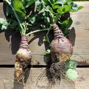 What Is a Rutabaga: A Complete Rutabaga Plant Definition and Meaning Guide - Audio Blog
