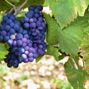 All About Pinot Noir Red Wine Grapes - Characteristics, Taste and Color - Audio Blog