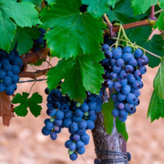 The World of Red Grenache Wines: Bold Colors and Delicious Tasting Notes - Audio Blog