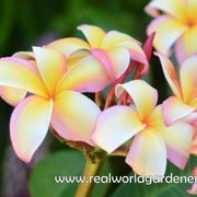 Real World Gardener 26th January 2024