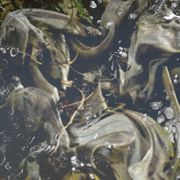 Sonil #2 w/ Lucika (14/05/25)