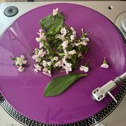 31. Guest Star #3 // Second Wind ft. Lynn Flanagan-Till on Medicinal Plants // Radio 1190 04-01-2024