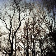 #546 - Cani arrabbiati