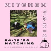 Hatching 04/10/2025