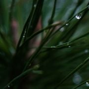 Naviar Broadcast #18 - To the End of the Field - Wednesday the 13th of June 2018