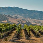 Chardonnay meets The Modern Jazz Quartet