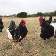 Chianti Classico Meets Sonny Rollins