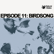 Episode 11: Birdsong