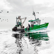 L'ours & la carotte / L'association Pêche & Développement