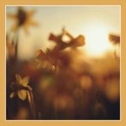 Vibes and Stuff: 15 [Sonnenbrille]