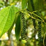 Growing Black Peppercorn at Home: How to Plant and Grow Black Pepper Plants From Seeds and Cuttings