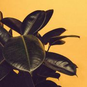 Sessão do Malungo 385