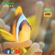 Dinglejam Radio #392