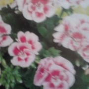 sUmmeR in VIENNA 2017