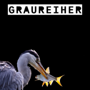 Jugendradio_2023_11_27_Graureiher_Schokolade