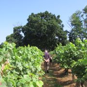 Les vignes inscrites de Sarragachies - Escapade culturelle en Gascogne