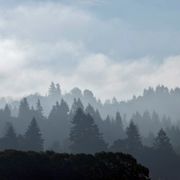 Songs of Forests & Trees (#1378)