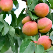 Choosing the Right Peach Tree: Insights from First-Hand Experience - Audio Blog