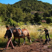 L'ours & la carotte / La Ferme des Sources de Mirande