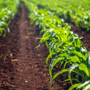 Spring Farming - What Do Farmers Do in The Spring? - Audio Blog