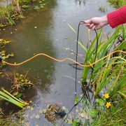 Stellaria Media - 30/09/24