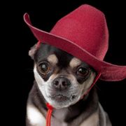 Fiddles & Fords #45, 1.21.24