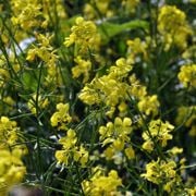 All About Mustard Plants: Family, Scientific Names & What They Look Like - Audio Blog